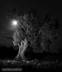 Olivenbaum im Mondschein.. - Bild \u0026amp; Foto von Matthias Purkart aus ...