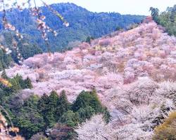 吉野山の桜の画像