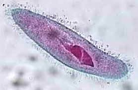 Image result for single cell organisms