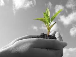 Image result for Tree plantation