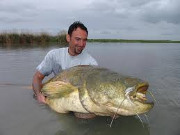 Image result for wels catfish