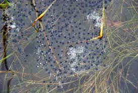 Image result for frogs lay their eggs in water