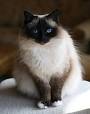 Sacr De Birmanie on Pinterest