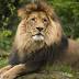 US officials make contact with rep for Cecil the lion's killer amid...
