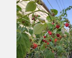 Зображення: Raspberry plant in greenhouse
