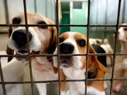 Many Tears Animal Rescue Under Investigation: What You Need to Know