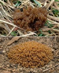 Random - If You See These Eggs In Your Backyard, Burn Them ...