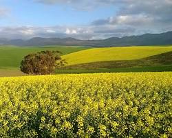 Hình ảnh về Canola fields Overberg, South Africa