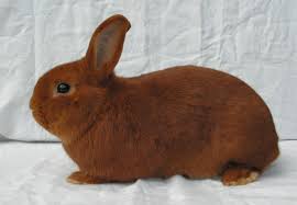Image result for RABBIT
