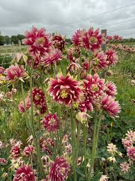Image result for Aquilegia vulgaris `Nora Barlow`