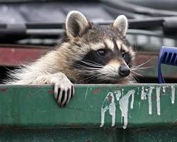 Image of Raccoon in a garbage can in Texas