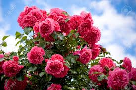Image result for images of rose flower gardens