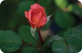 Image result for tea roses