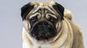 Image result for pugs