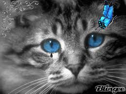 Résultat de recherche d'images pour "gif triste"