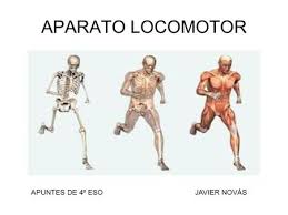 Resultado de imagen de APARATO LOCOMOTOR