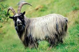Image result for goats