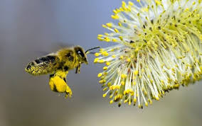 pollination ile ilgili görsel sonucu