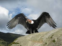 Resultado de imagen para condor