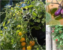 Image of Hanging basket vegetable garden