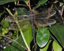 Tetracanthagyna plagiata 이미지