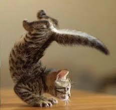 Bildergebnis für katzen machen Yoga