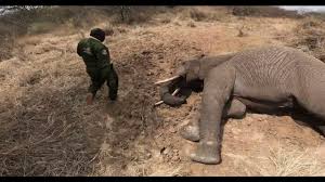 Aerial and Veterinary Teams Combine To Help Snared Elephant ...