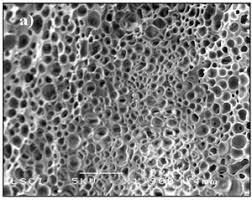 Resultado de imagen para esponja microscopio