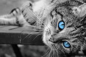 Bildergebnis für katze silbergrau getigerte mit blauen augen