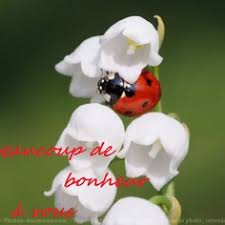 Résultat de recherche d'images pour "muguet"