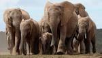 Elephants evolving without their tusks