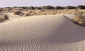 Resultado de imagen de PARQUE DE DOÑANA