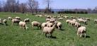 A Visit to Topsy Farms on Amherst Island The Great Waterway Blog