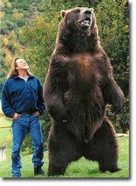 Image result for kodiak bear
