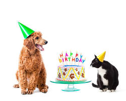 dog and cat celebrating a birthday with a cakeの画像