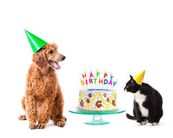 dog and a cat celebrating their birthdayの画像