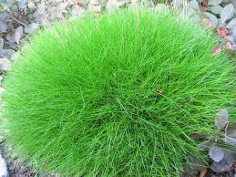 Risultati immagini per festuca fiori
