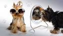 Je Toilette Mon Chien: Toilettage du Spitz nain -