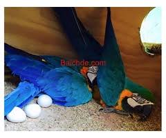 Image result for baby macaw parrot for sale