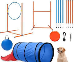 dog with a variety of affordable dog suppliesの画像
