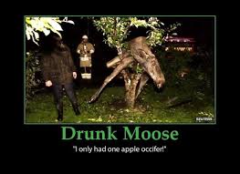 Funny Hangover Quotes and Sayings moose-drunk-funny-hangover-cure ... via Relatably.com