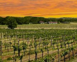 Image of Spicewood Vineyards Winery in Texas