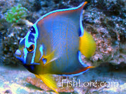 Image result for angelfish