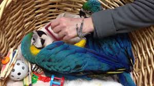 Image result for baby macaw parrot for sale