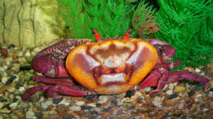 Image result for fresh water crabs