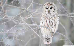 Image result for owls