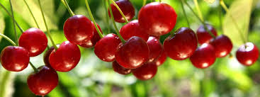 Resultado de imagen de cerezas hueso