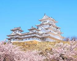 姫路城の桜の画像