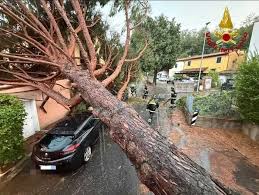 Trend Google: albero