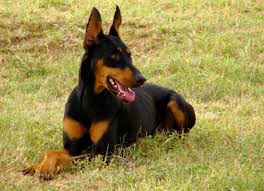 Resultado de imagem para doberman